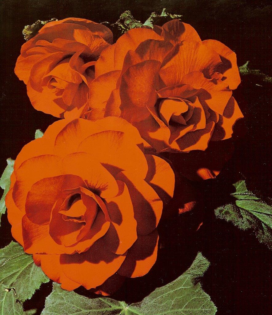 B. ‘Crimson Velvet’